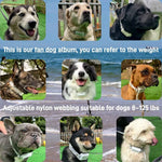 CASMINTON CRS01 Pro Dog Training Collar with LCD Display for Effective Training - CASMINTON