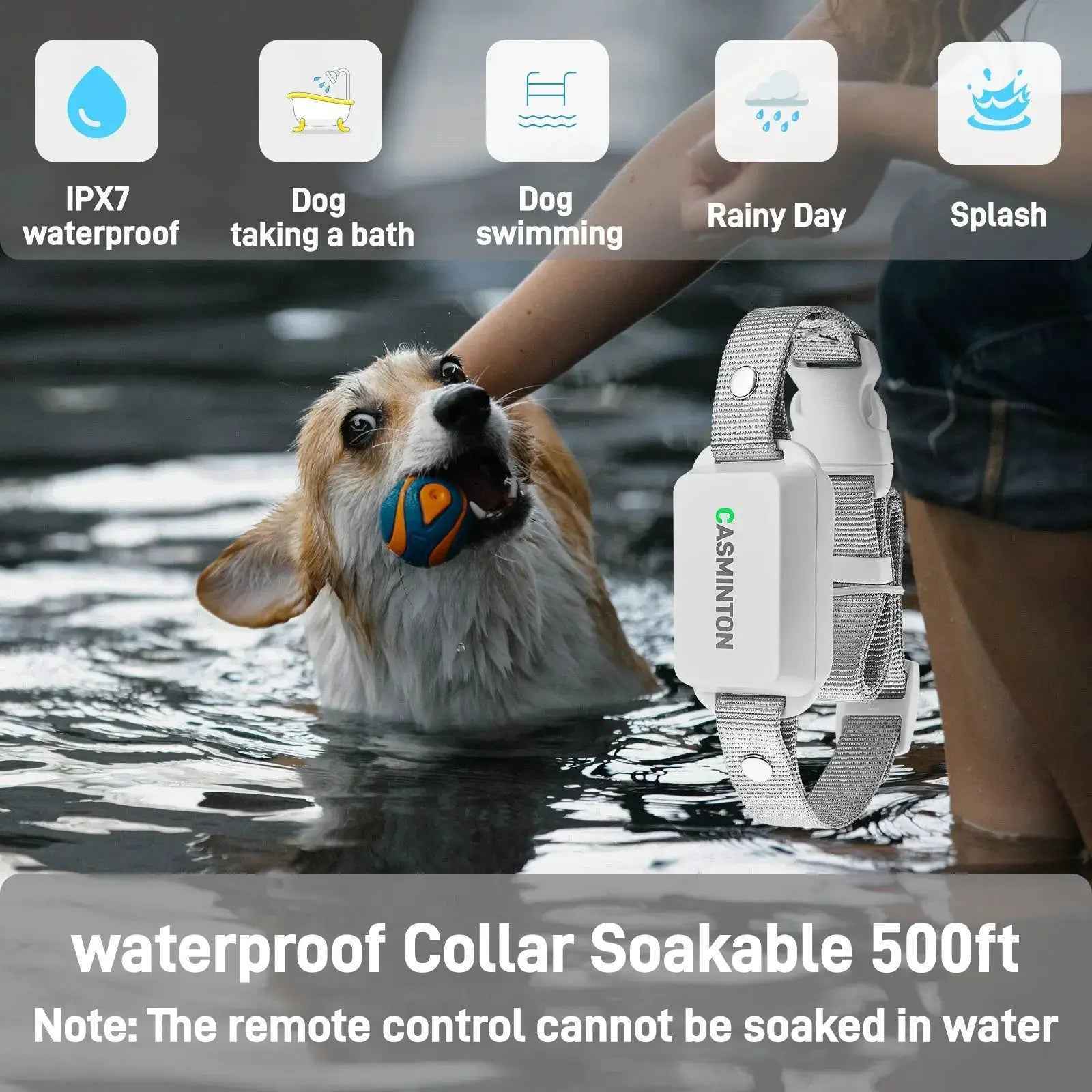 IPX7 waterproof Arctic White 1-dog training collar worn by a corgi swimming in the water